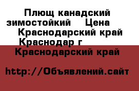 Плющ канадский зимостойкий  › Цена ­ 150 - Краснодарский край, Краснодар г.  »    . Краснодарский край